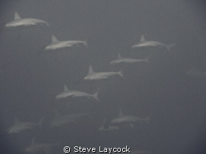 A little closer to the Jumna pack by Steve Laycock 